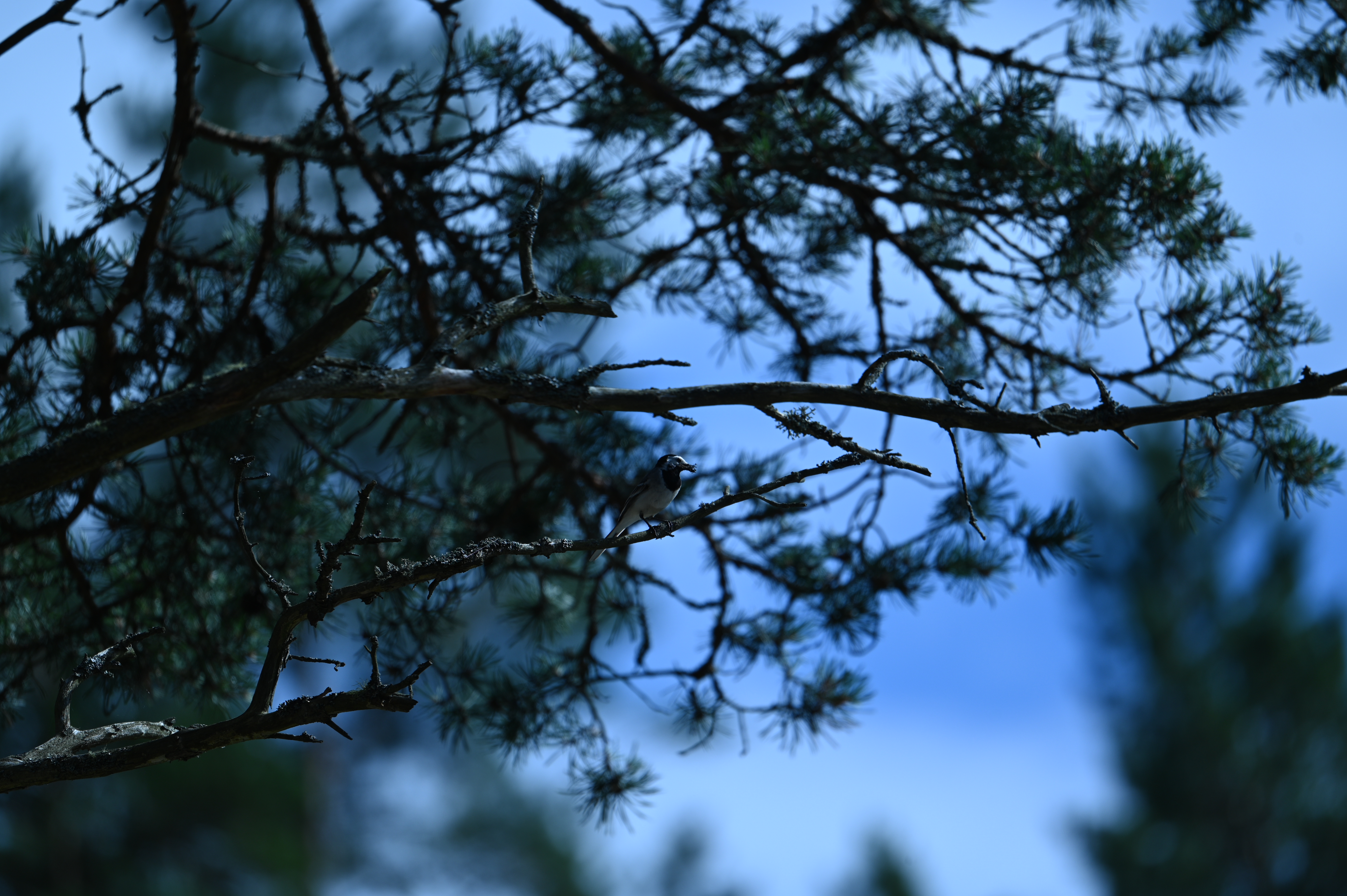 2025/07/09-14 - trip/DSC_0328.JPG